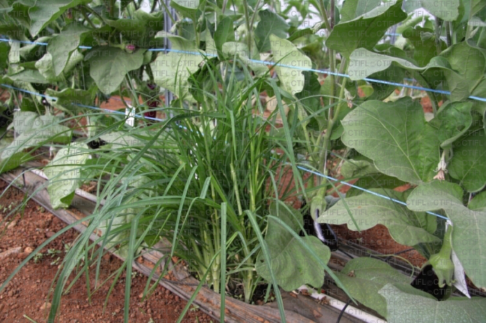 Plante relais en culture d'aubergine